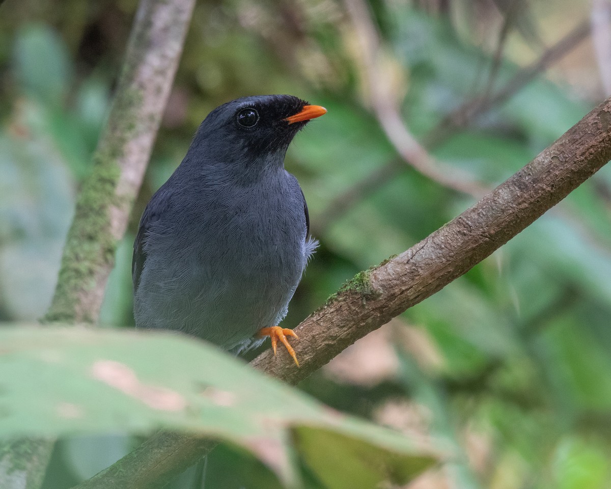 Black-faced Solitaire - ML327833841