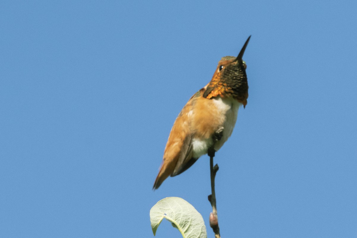 Rufous Hummingbird - James McNamara