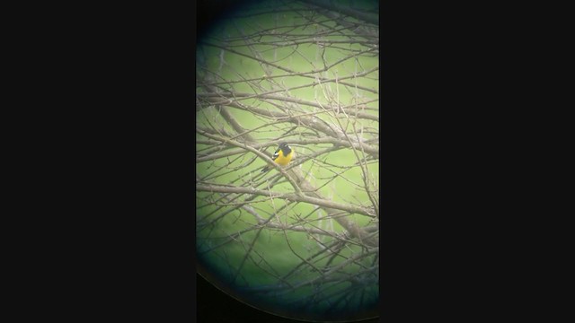 Oriole jaune-verdâtre - ML327846761