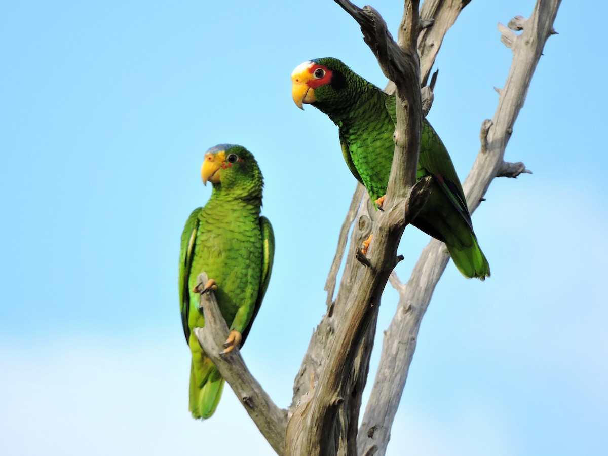 Yellow-lored Parrot - Isael Mai