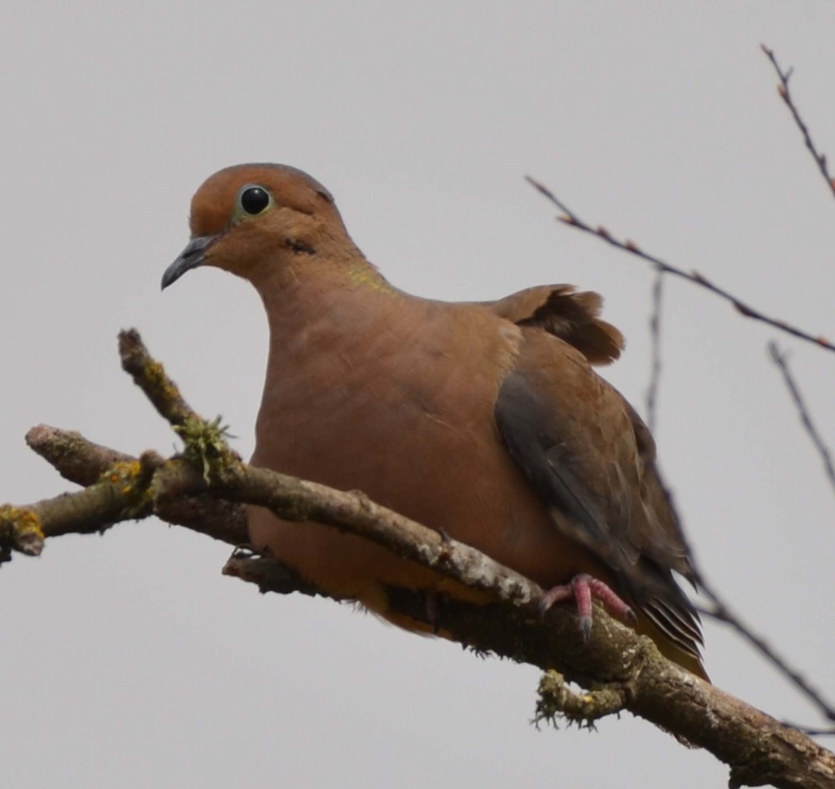 Mourning Dove - Tom Unsicker