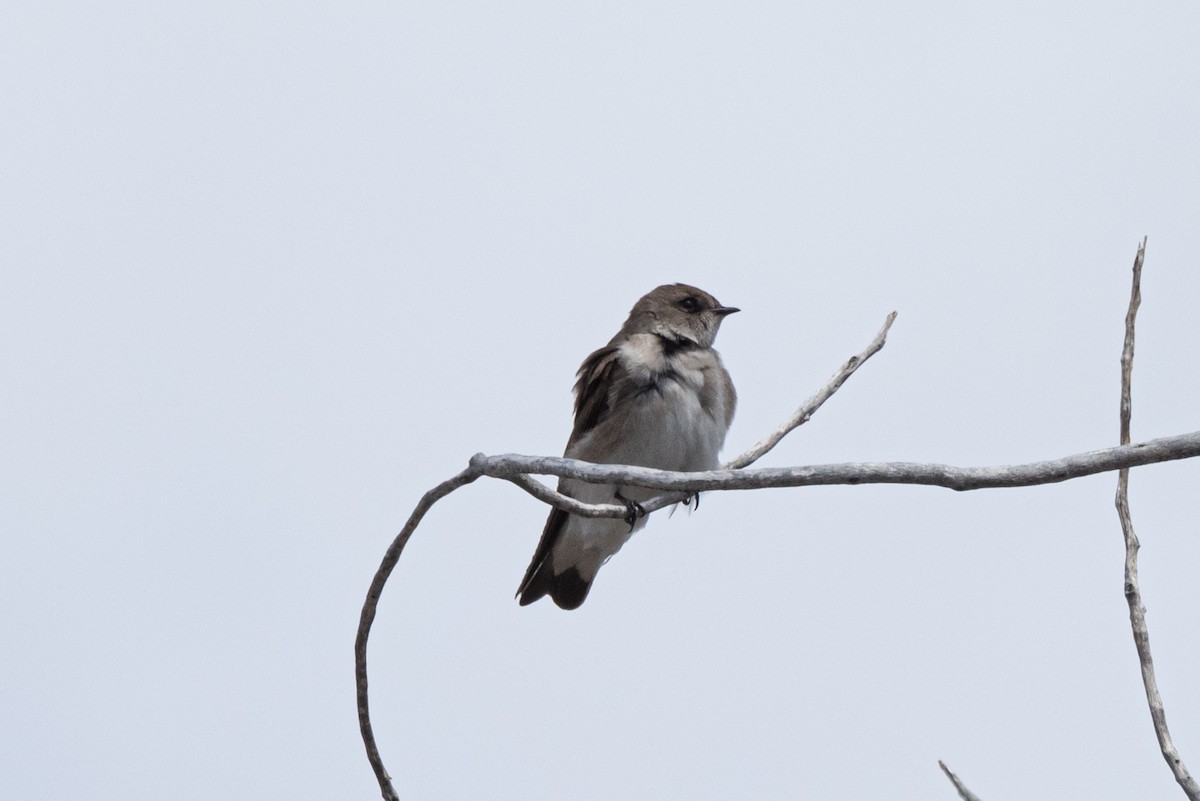 Northern Rough-winged Swallow - ML327862091
