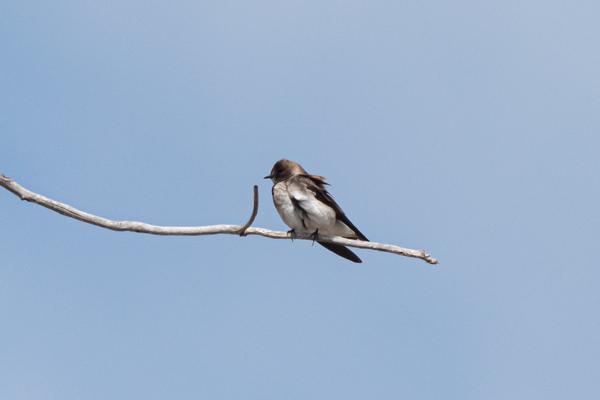 Northern Rough-winged Swallow - ML327862471