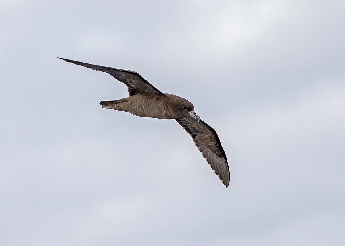Flesh-footed Shearwater - ML327863221