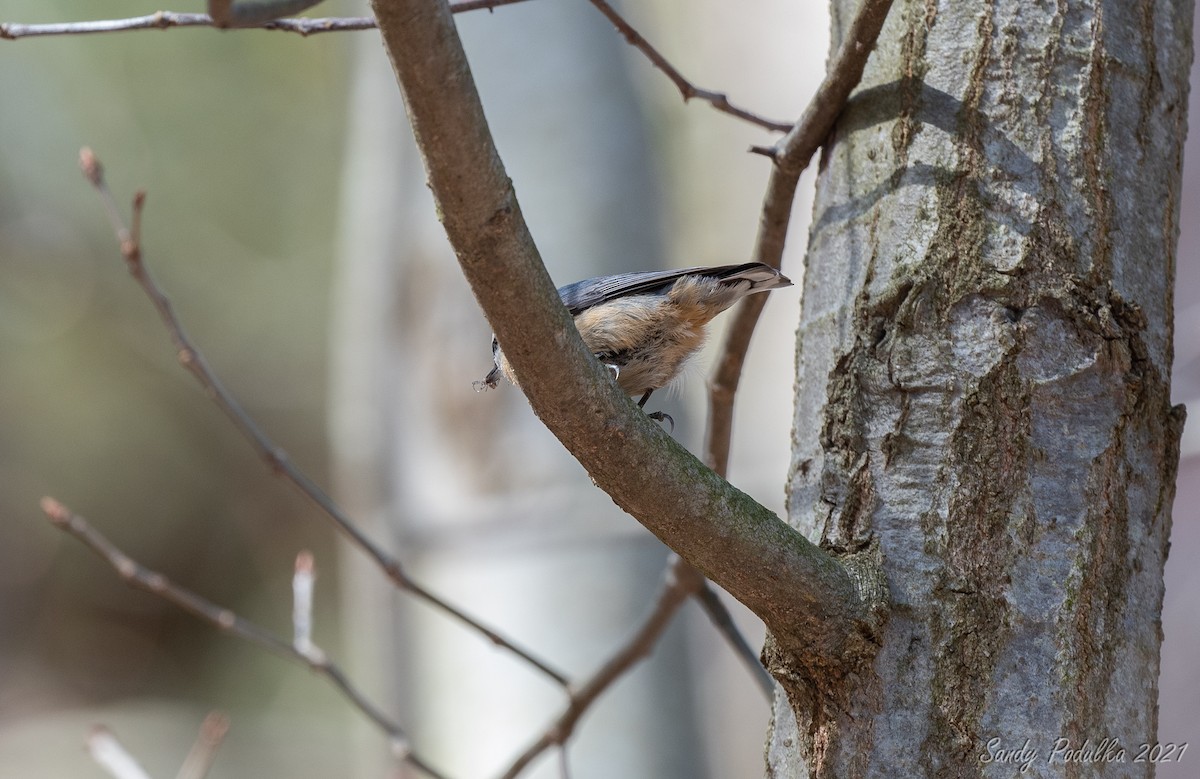 Red-breasted Nuthatch - ML327866651