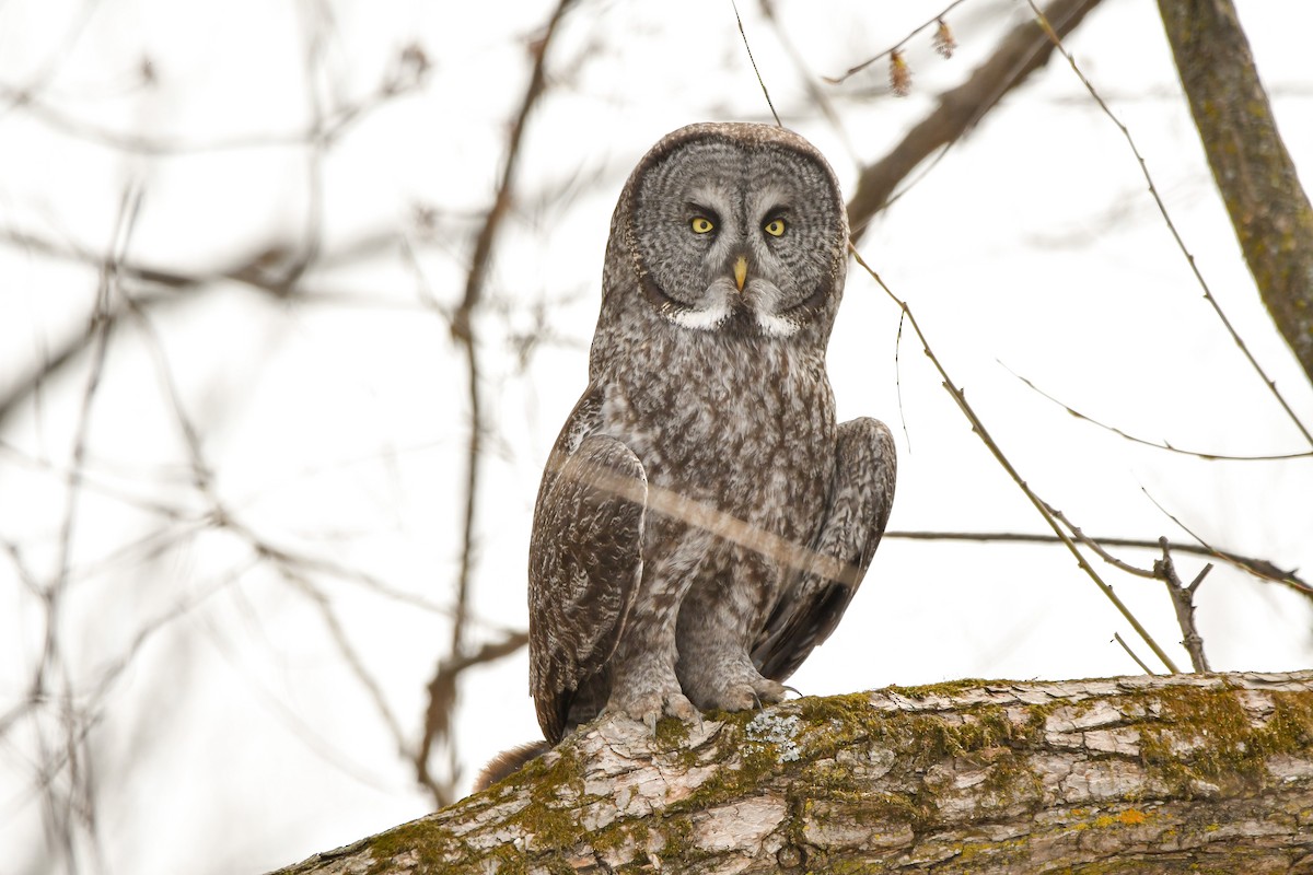Great Gray Owl - yves dupont