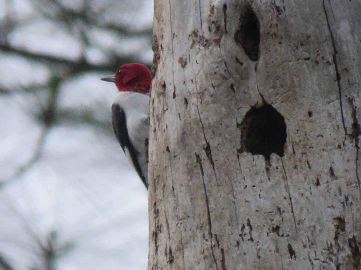 Red-headed Woodpecker - Guiller Mina