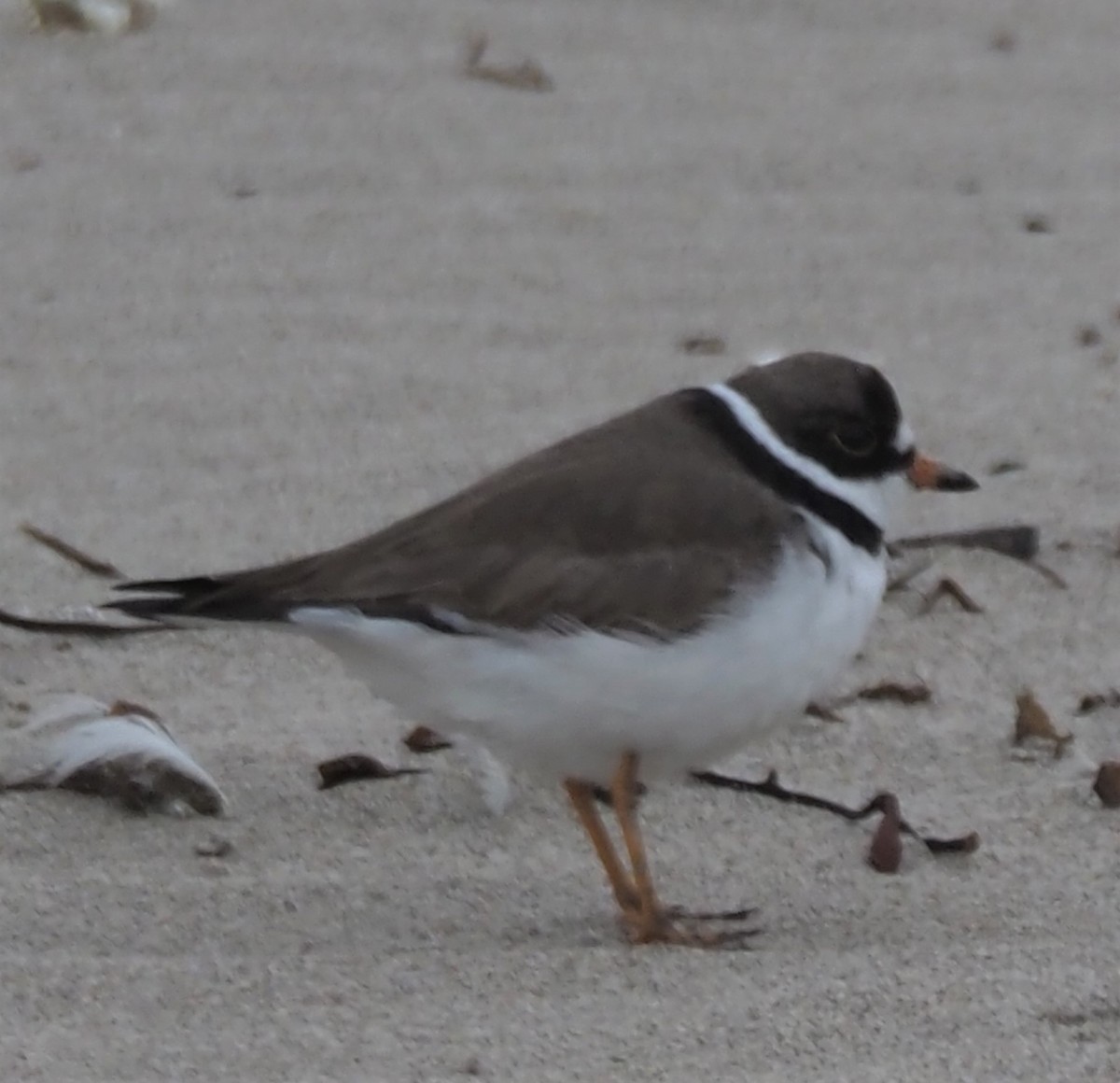 Semipalmated Plover - ML327882471