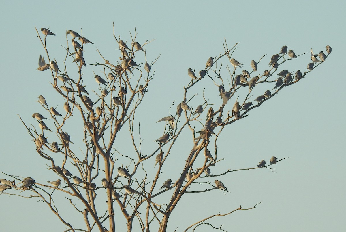 Masked Woodswallow - William Cormack