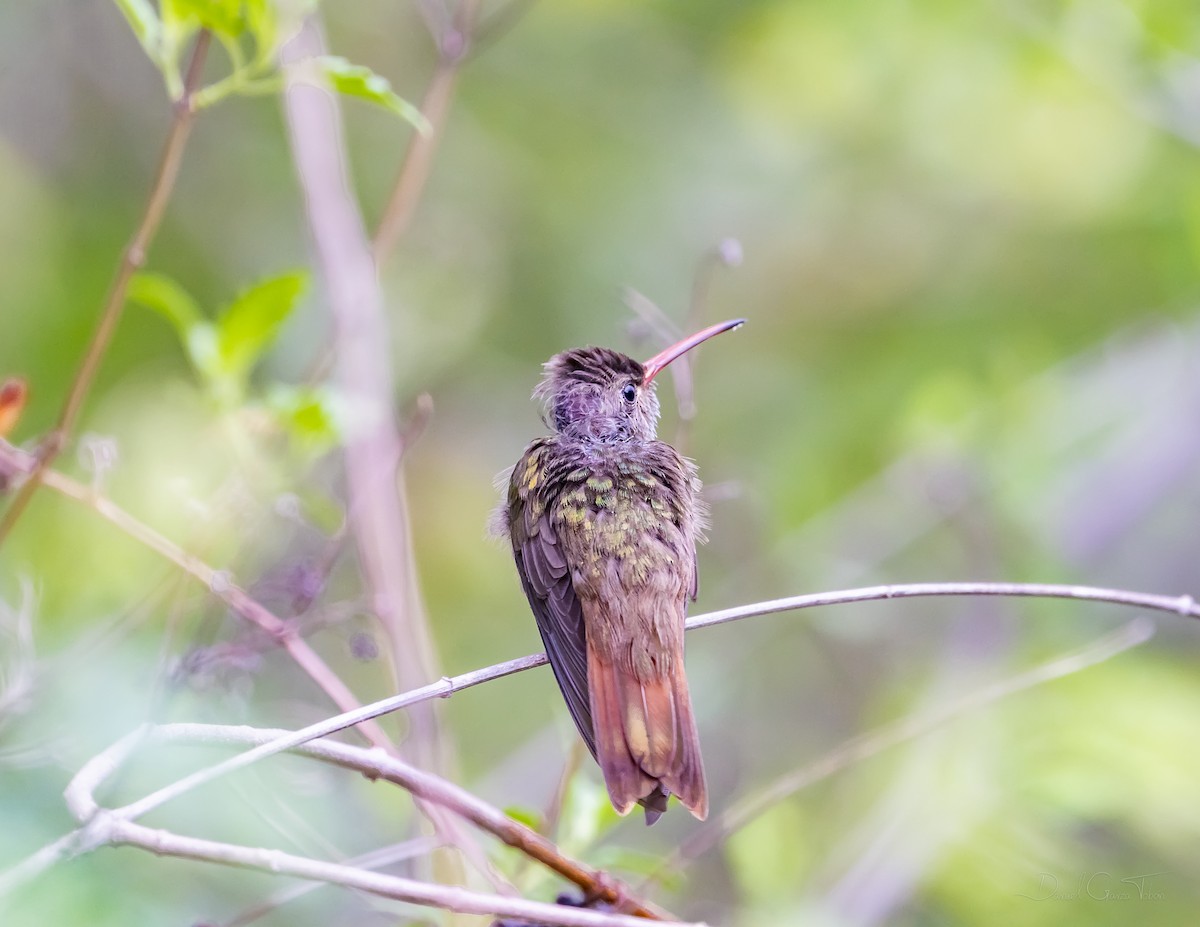 Buff-bellied Hummingbird - ML327892401
