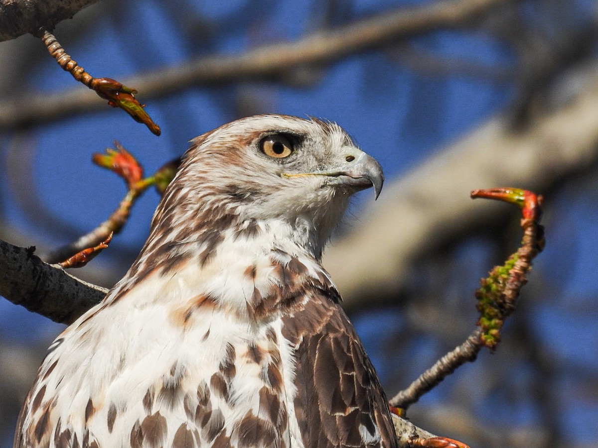 Red-tailed Hawk - ML327893521