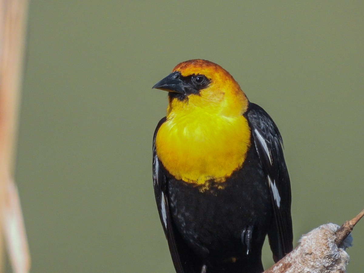 Yellow-headed Blackbird - ML327893781