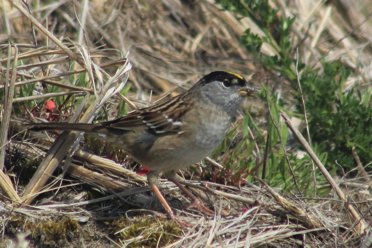 Golden-crowned Sparrow - Jane Thomas