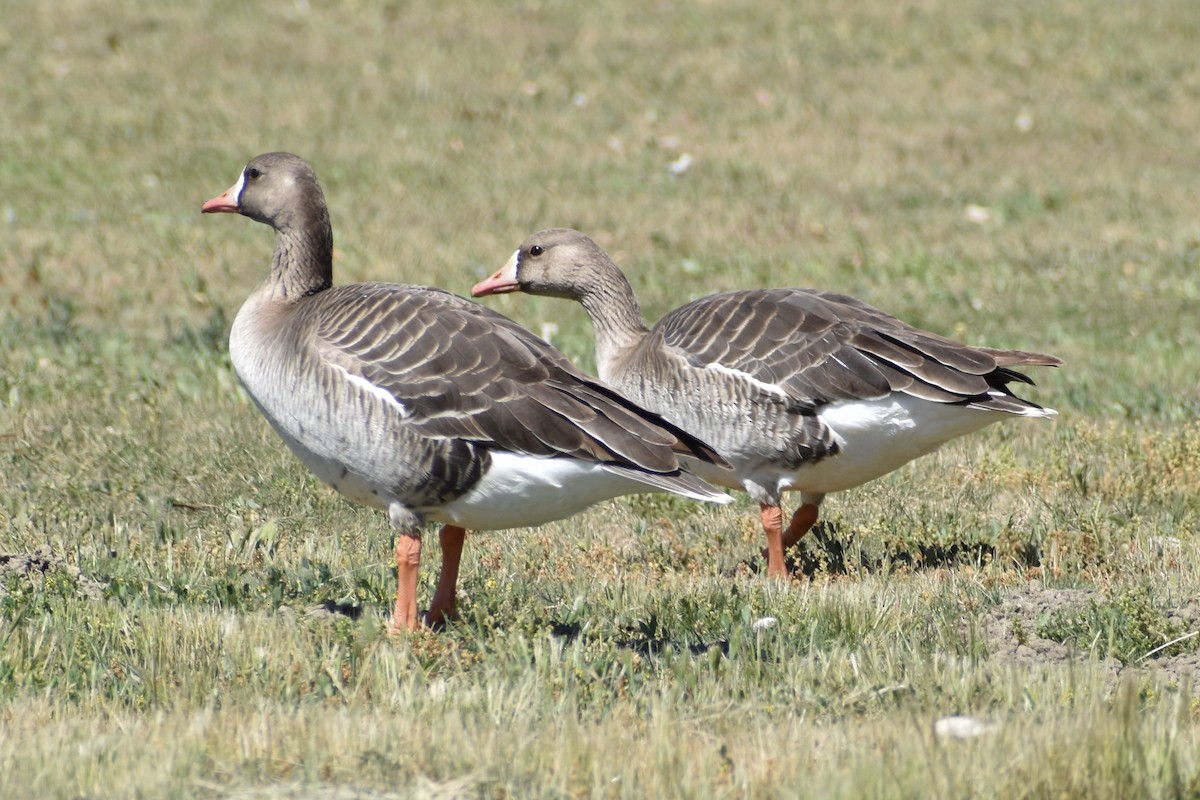 Greater White-fronted Goose - ML327906451