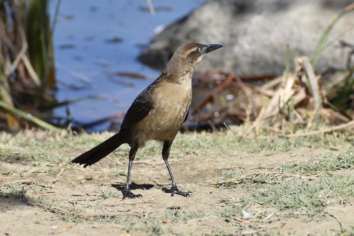 Great-tailed Grackle - ML327906611