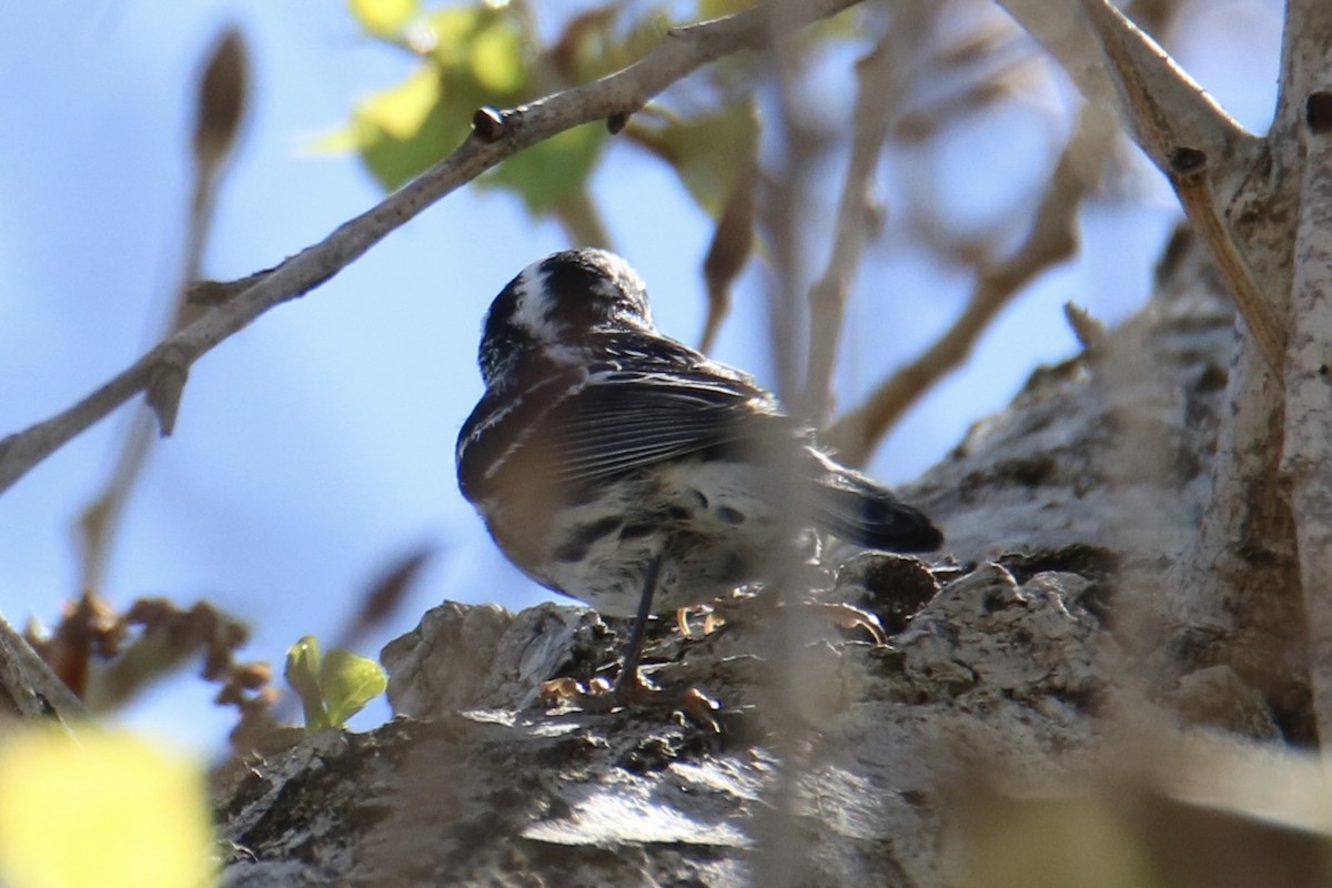 Black-and-white Warbler - ML327911391