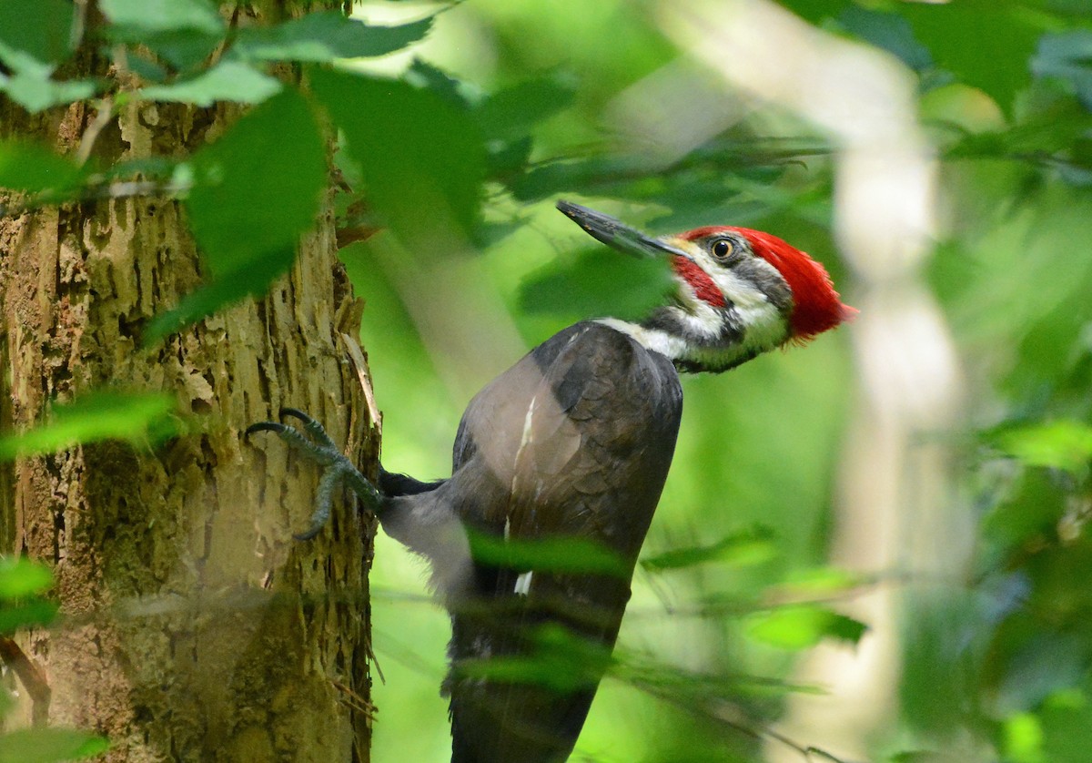 Pileated Woodpecker - ML327920661
