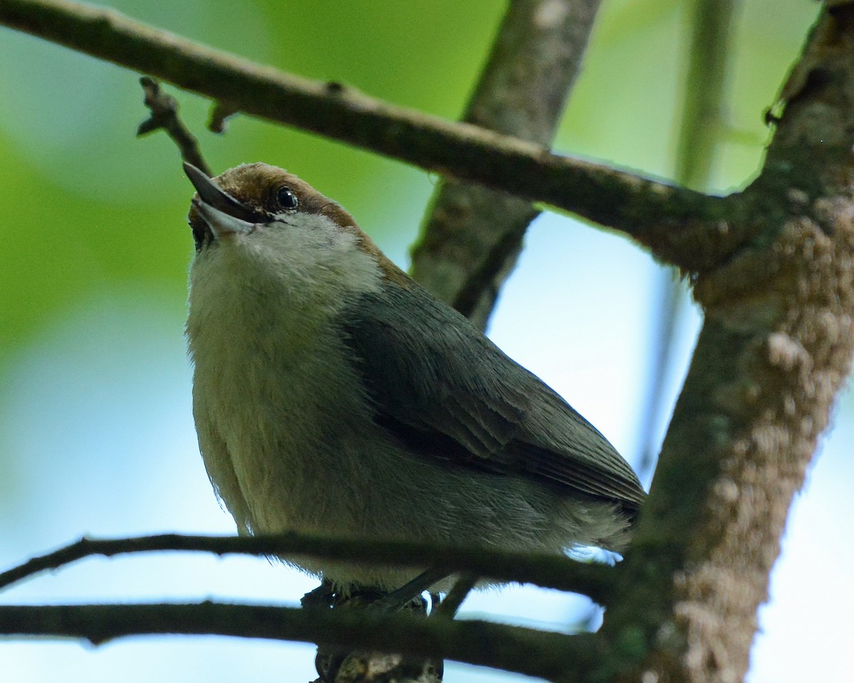 Brown-headed Nuthatch - ML327920851