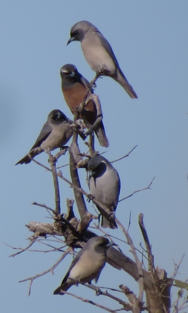White-browed Woodswallow - Kath Shurcliff