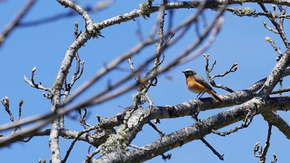 Common Redstart - Bárbara Morais