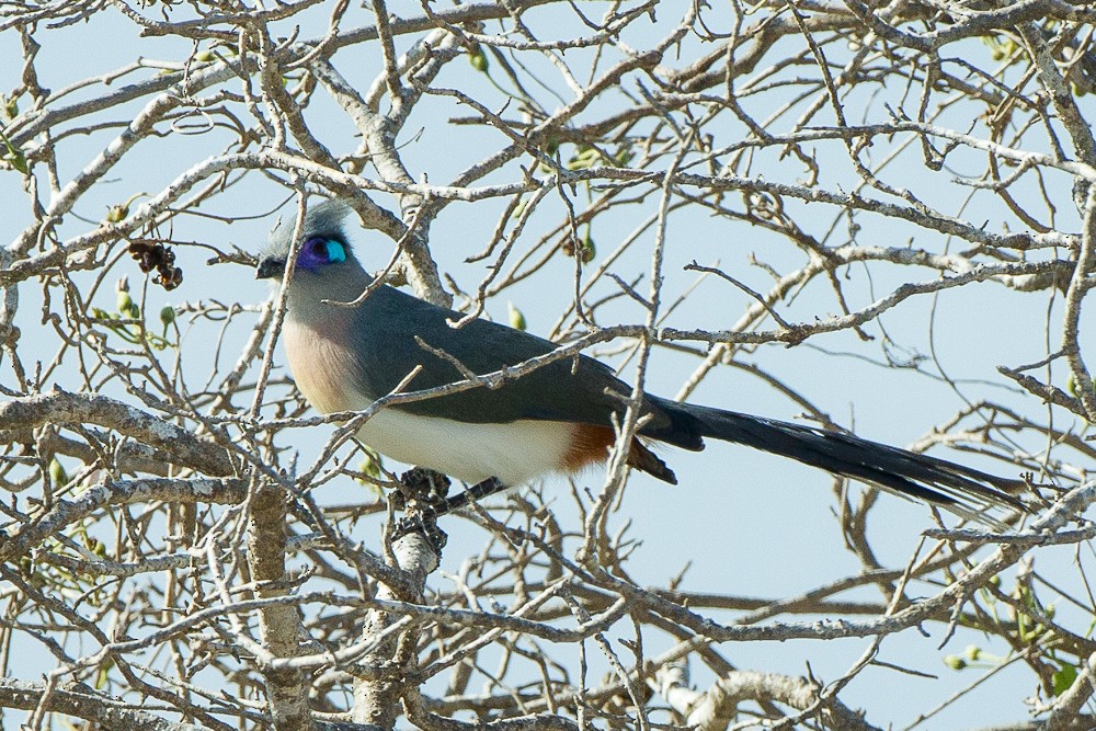Crested Coua - ML327925321