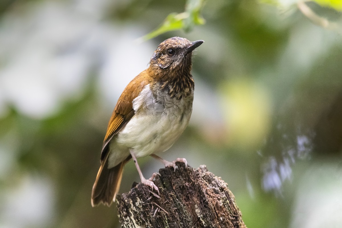 Red-throated Alethe - ML327932811