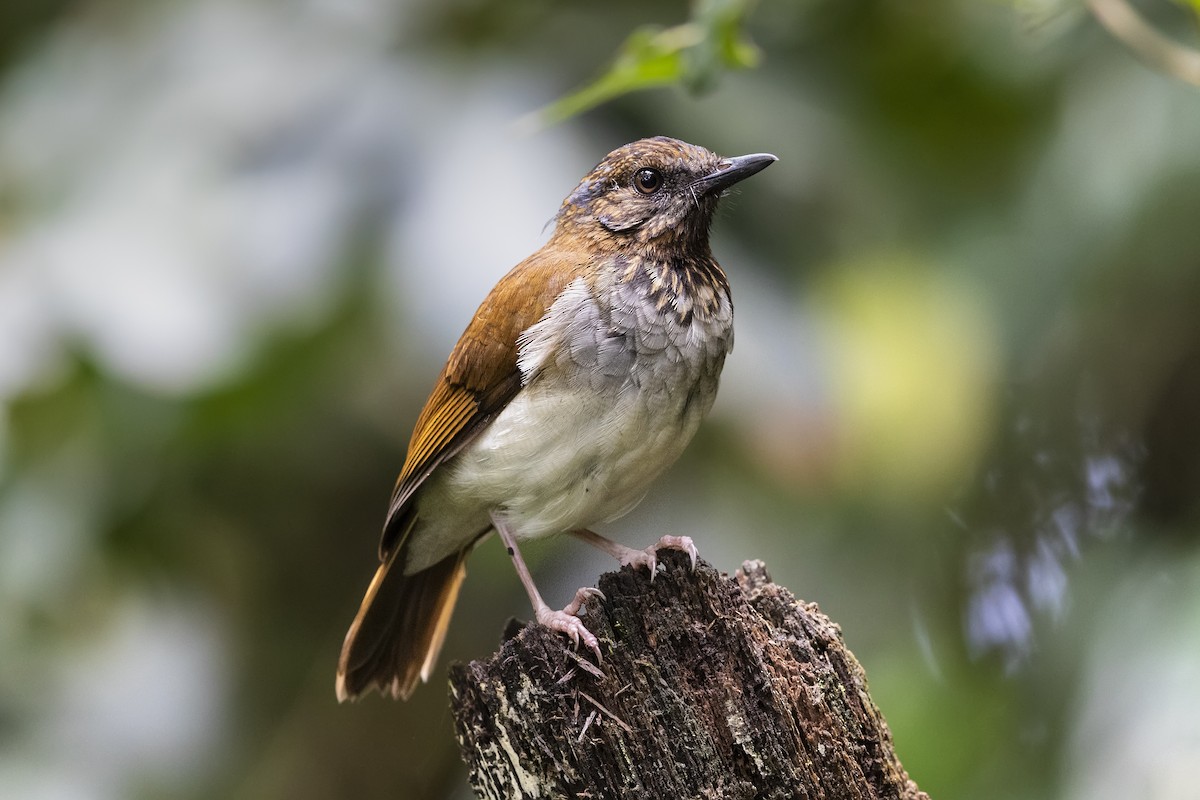 Red-throated Alethe - ML327932821