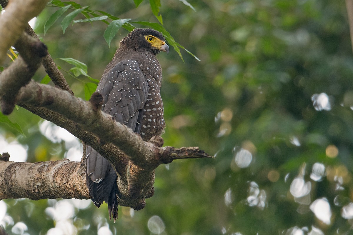 Andaman Serpent-Eagle - ML327939121