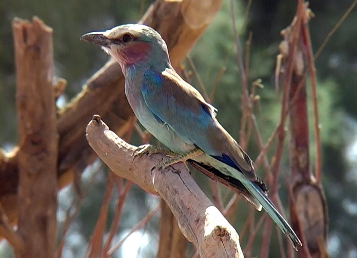 Lilac-breasted Roller (Blue-breasted) - ML327945871