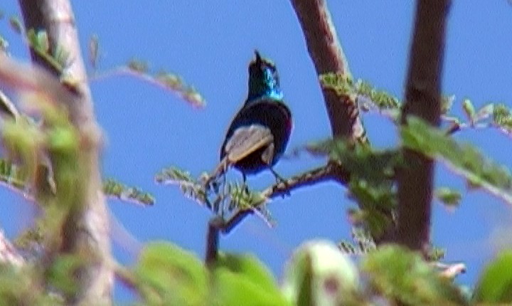 Black-bellied Sunbird - ML327950111