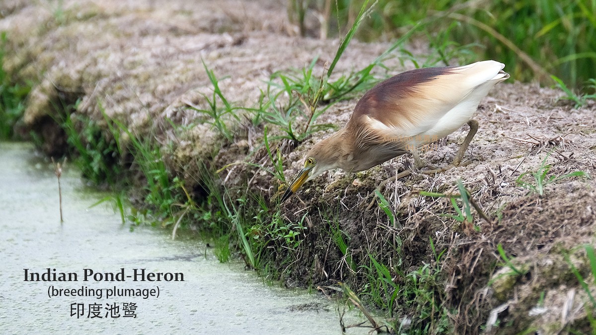 Indian Pond-Heron - ML327953981