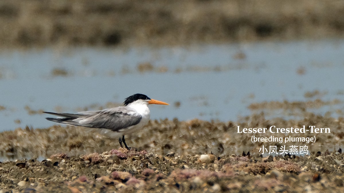 Lesser Crested Tern - Lim Ying Hien