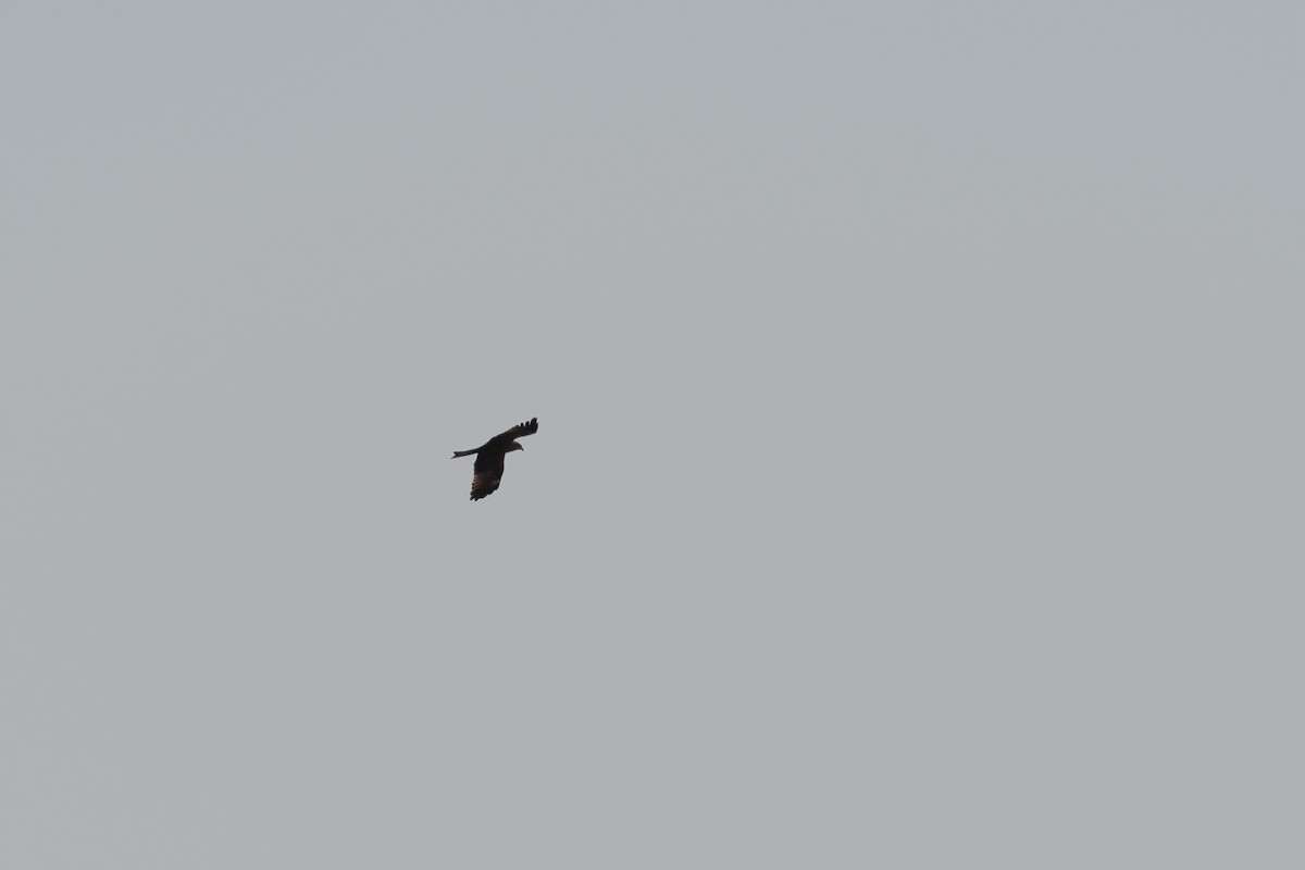 Black Kite - Ana Amaral