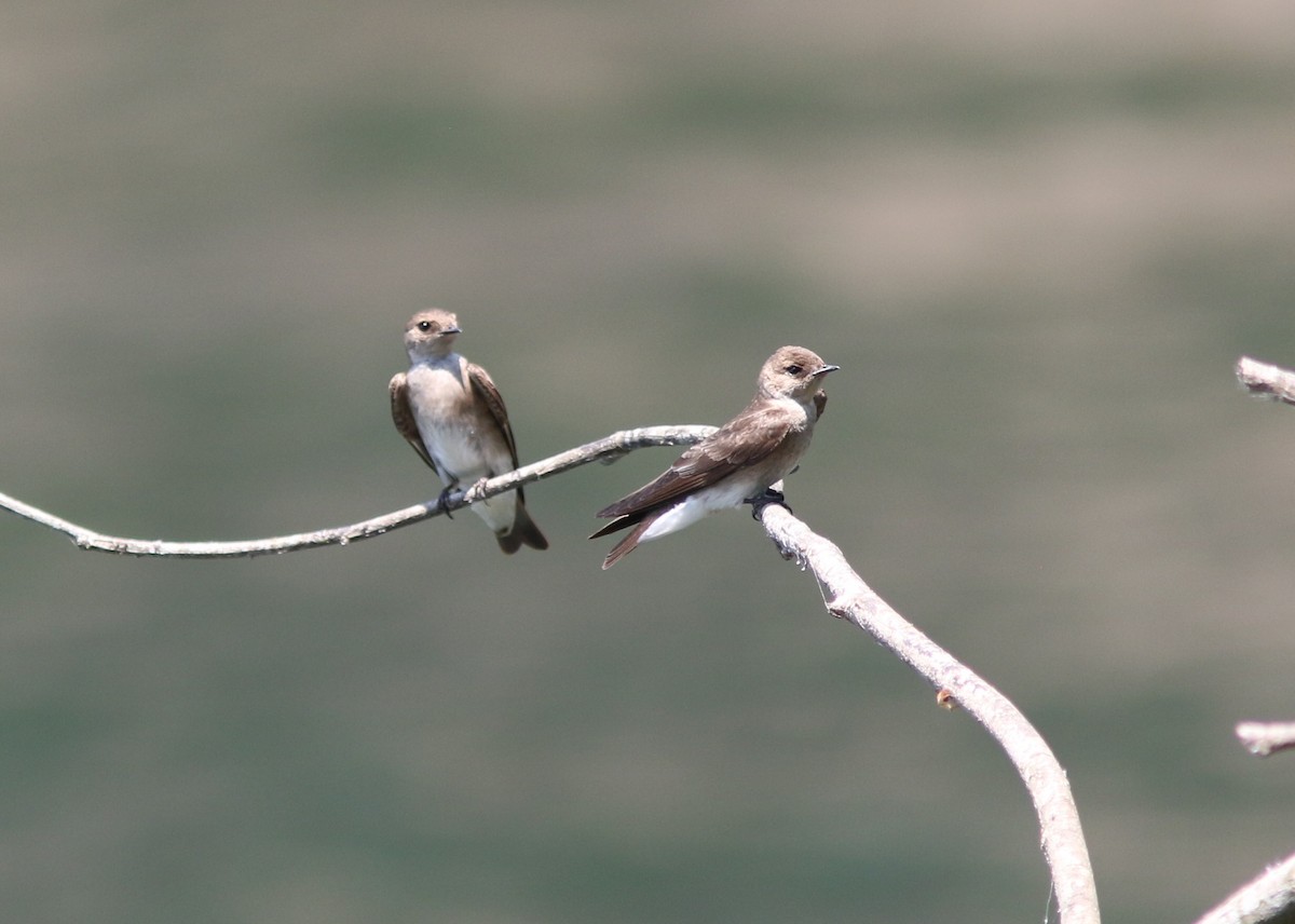 Northern Rough-winged Swallow - Amy McAndrews