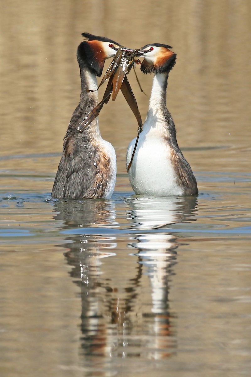 Great Crested Grebe - ML327959261
