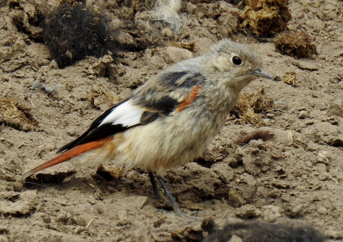 White-winged Redstart - Anonymous