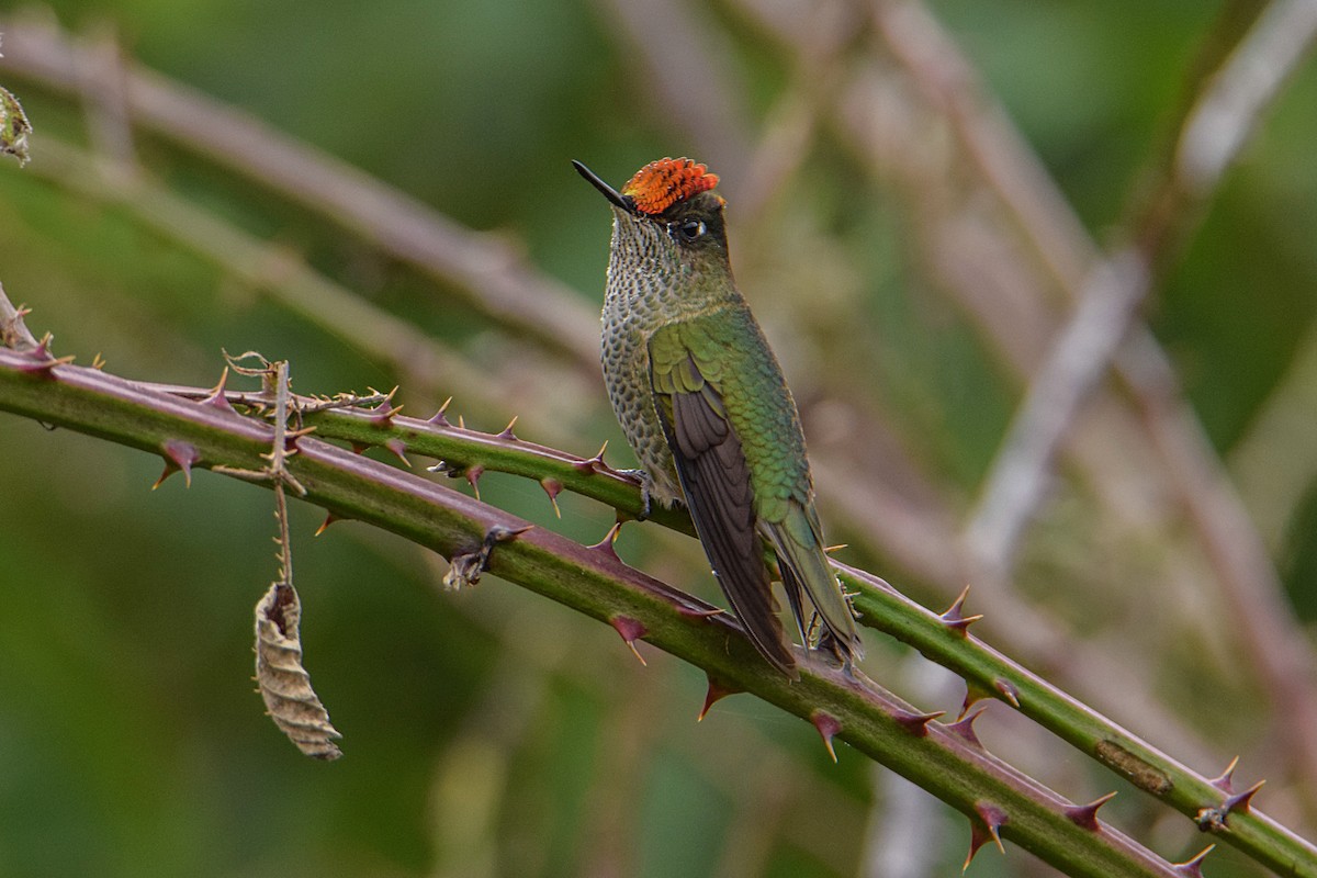 Green-backed Firecrown - ML327967101