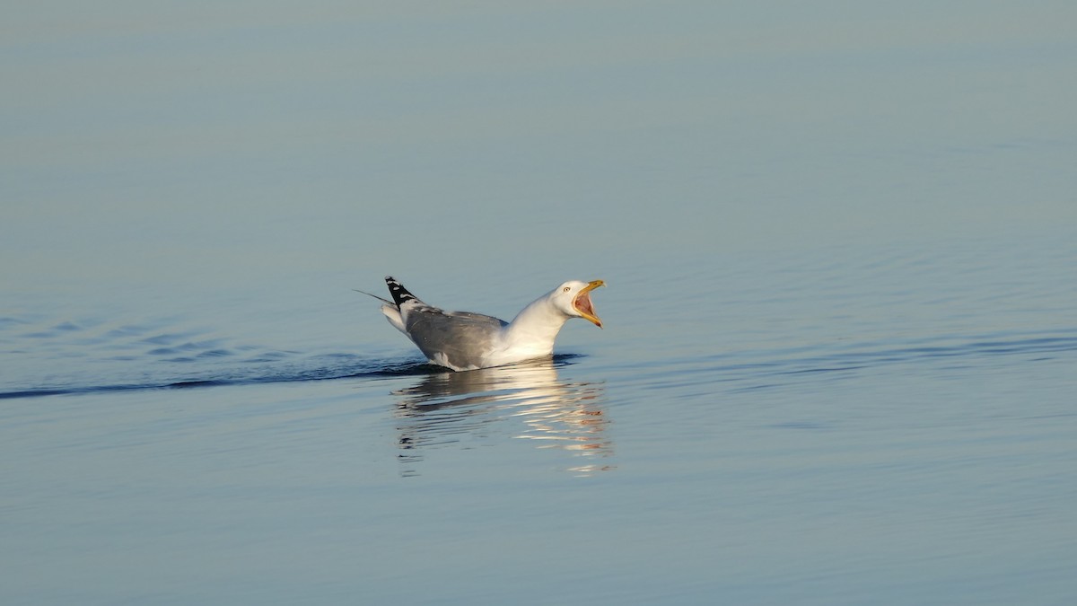 Herring Gull (American) - Avery Fish