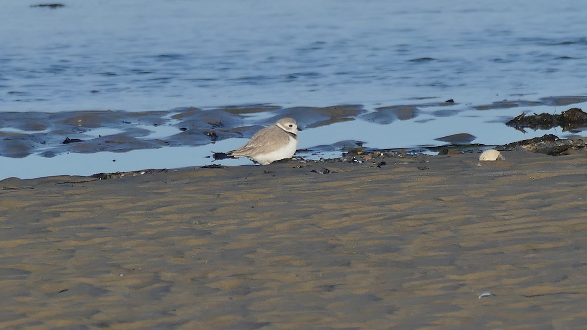 Piping Plover - ML327968601