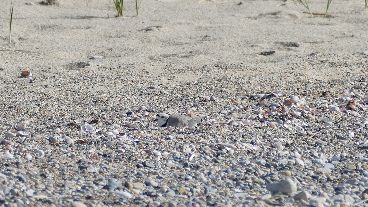 Piping Plover - ML327971411