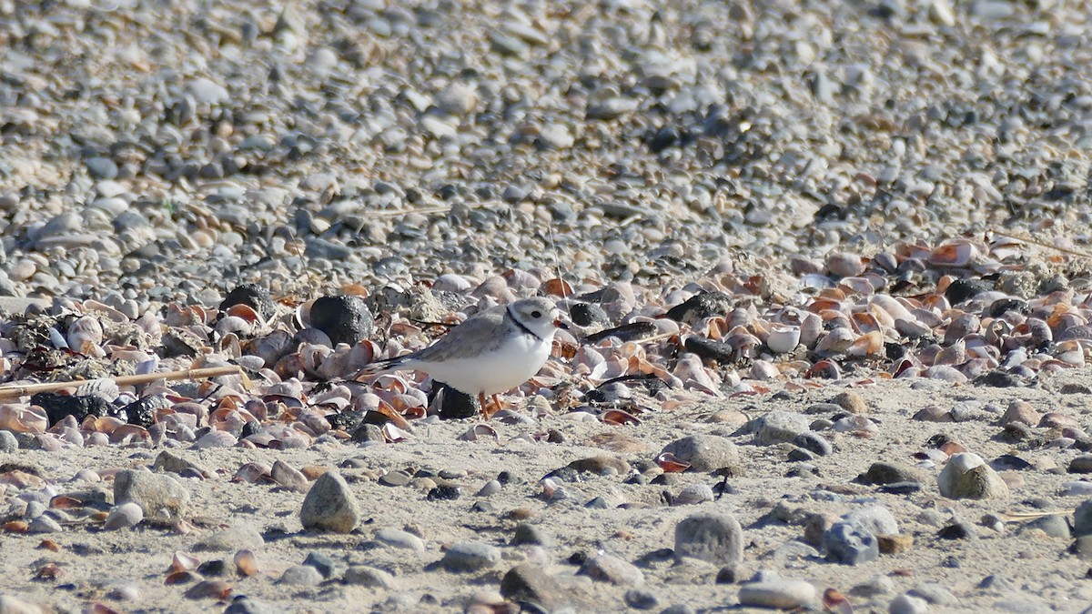 Piping Plover - ML327971421