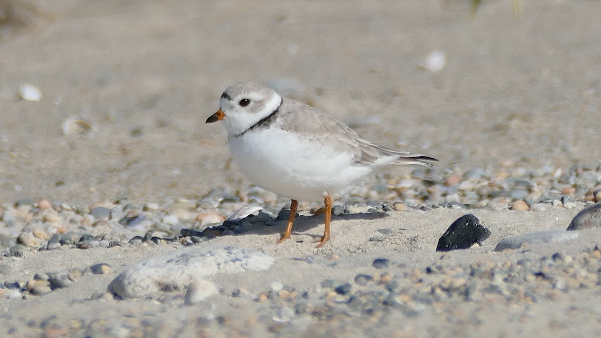 Piping Plover - ML327971781