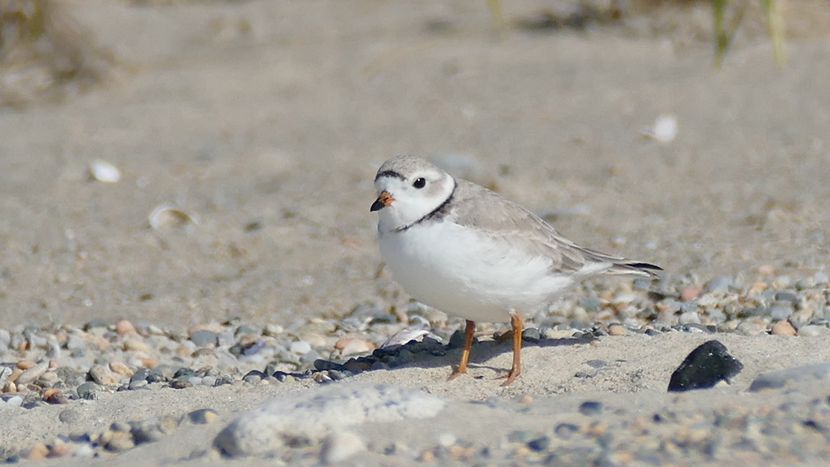 Piping Plover - ML327971821