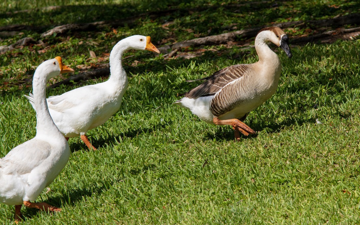 Swan Goose (Domestic type) - ML327977821