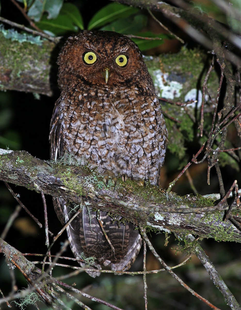 Bare-shanked Screech-Owl - ML32797801