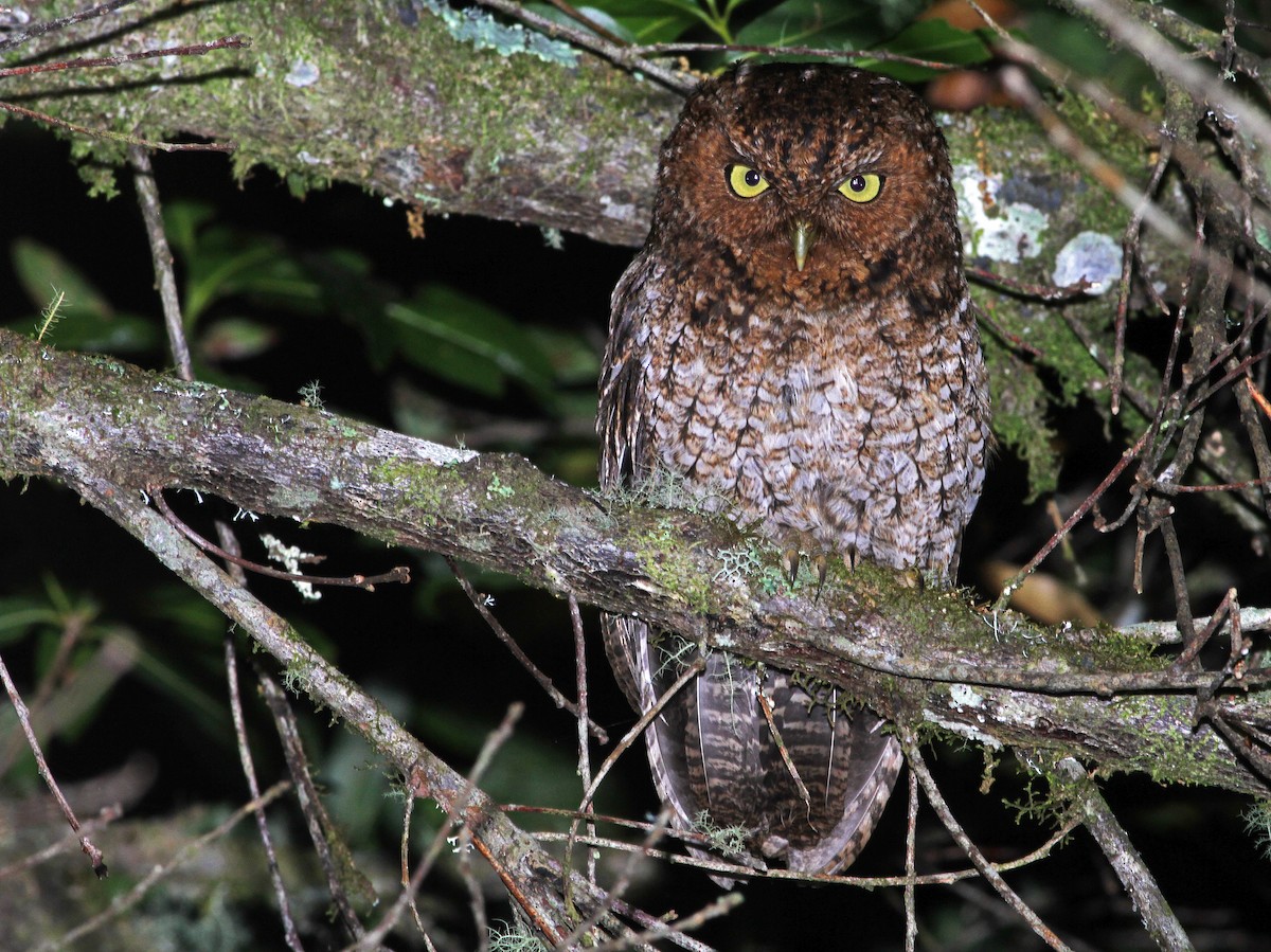 Bare-shanked Screech-Owl - ML32797821