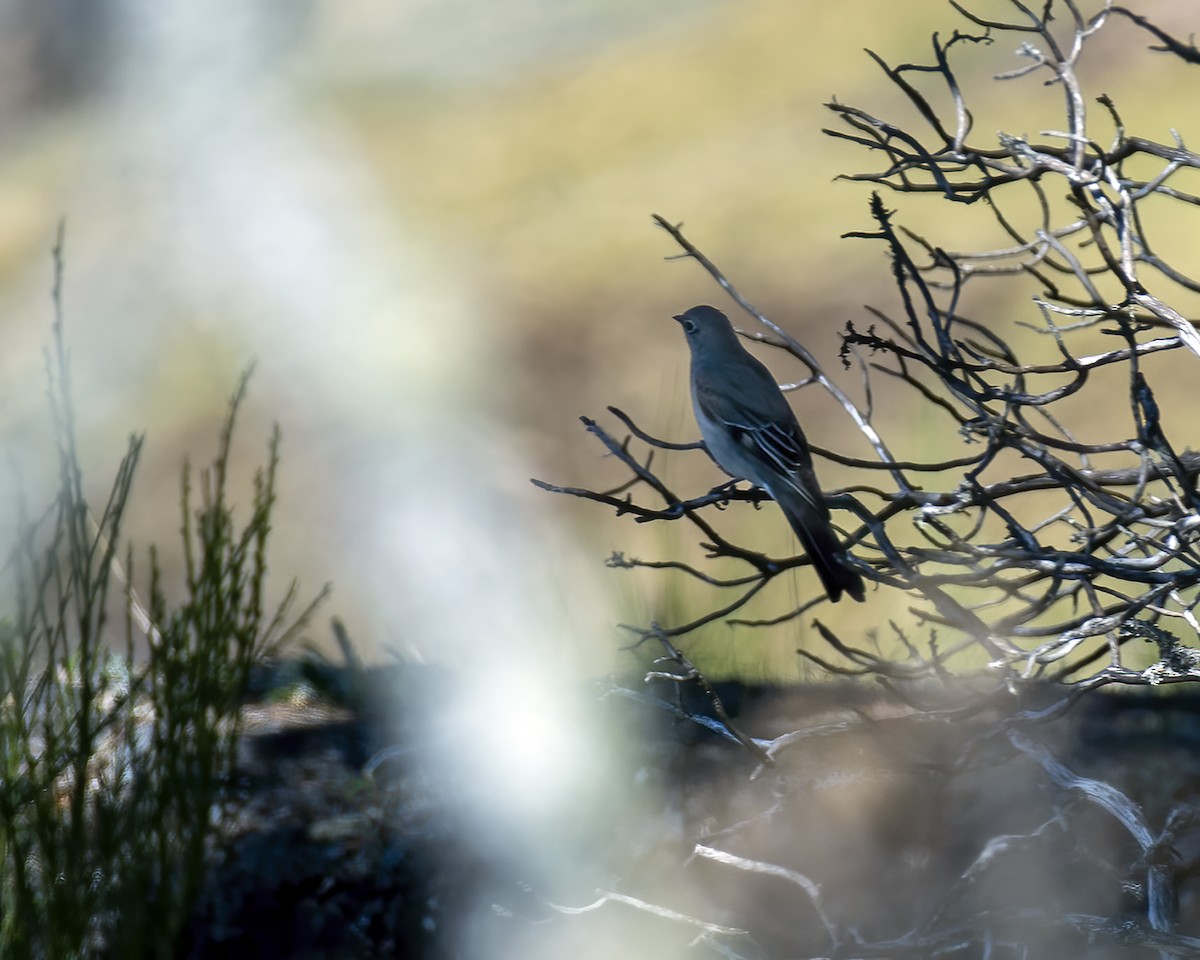 Townsend's Solitaire - ML327984221