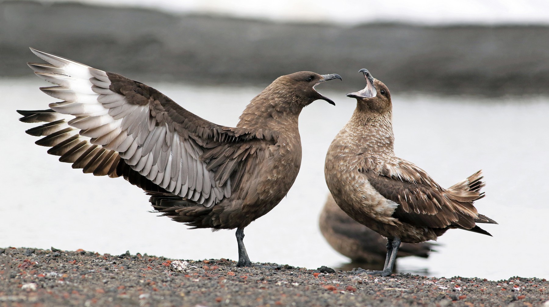 ミナミオオトウゾクカモメ Lonnbergi Ebird