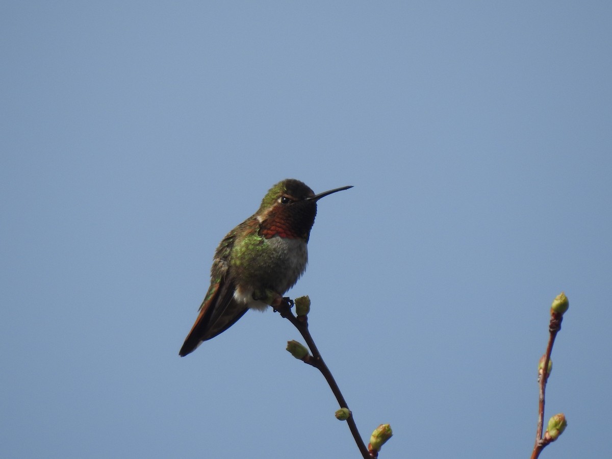 Anna's x Rufous Hummingbird (hybrid) - ML327985931