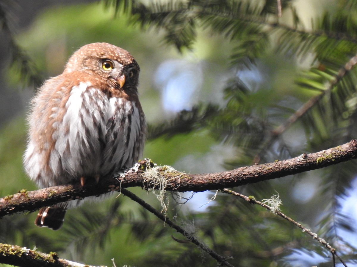 Northern Pygmy-Owl - ML327988561